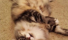 娱乐吃瓜酱胖猫,揭秘娱乐圈那些不为人知的幕后故事