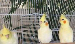 娱乐吃瓜君爆料遛鸟,遛鸟背后的明星趣事大揭秘