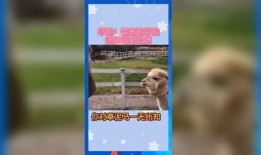 娱乐吃瓜用的音乐