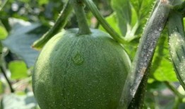 瓜圈吃瓜娱乐圈,揭秘娱乐圈的吃瓜盛宴