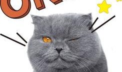 娱乐吃瓜猫作品原声,原声音乐背后的故事与魅力