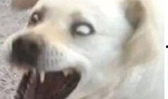 傻狗的日常娱乐吃瓜君,吃瓜君带你领略娱乐圈的欢乐瞬间