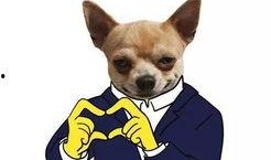 娱乐吃瓜君小狗,揭秘娱乐圈那些不为人知的幕后故事