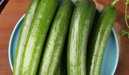 吃瓜娱乐 小黄瓜,吃瓜娱乐界的清新代表