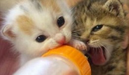 娱乐吃瓜酱小猫被薅起来,薅猫事件背后的真相