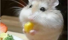 娱乐吃瓜酱鼠鼠头像