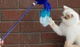 娱乐吃瓜君猫猫生日歌,萌宠欢唱，共庆猫界盛事