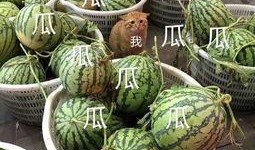 娱乐吃瓜将,揭秘明星幕后故事