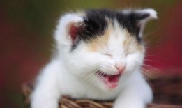 娱乐吃瓜酱小猫被薅起来,薅猫事件背后的真相