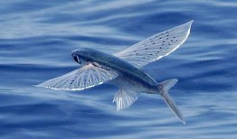 娱乐吃瓜酱飞鱼视频大全,娱乐吃瓜酱带你领略精彩瞬间